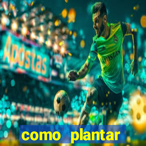 como plantar gergelim no vaso